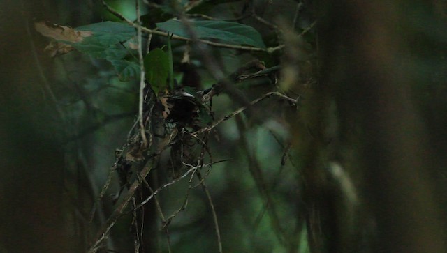 Rufous-crowned Babbler - ML479421