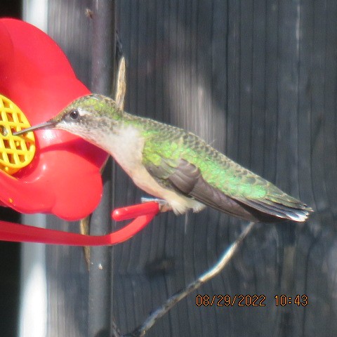 Ruby-throated Hummingbird - ML479421061
