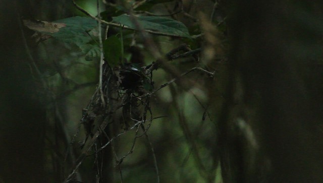 Rufous-crowned Babbler - ML479422