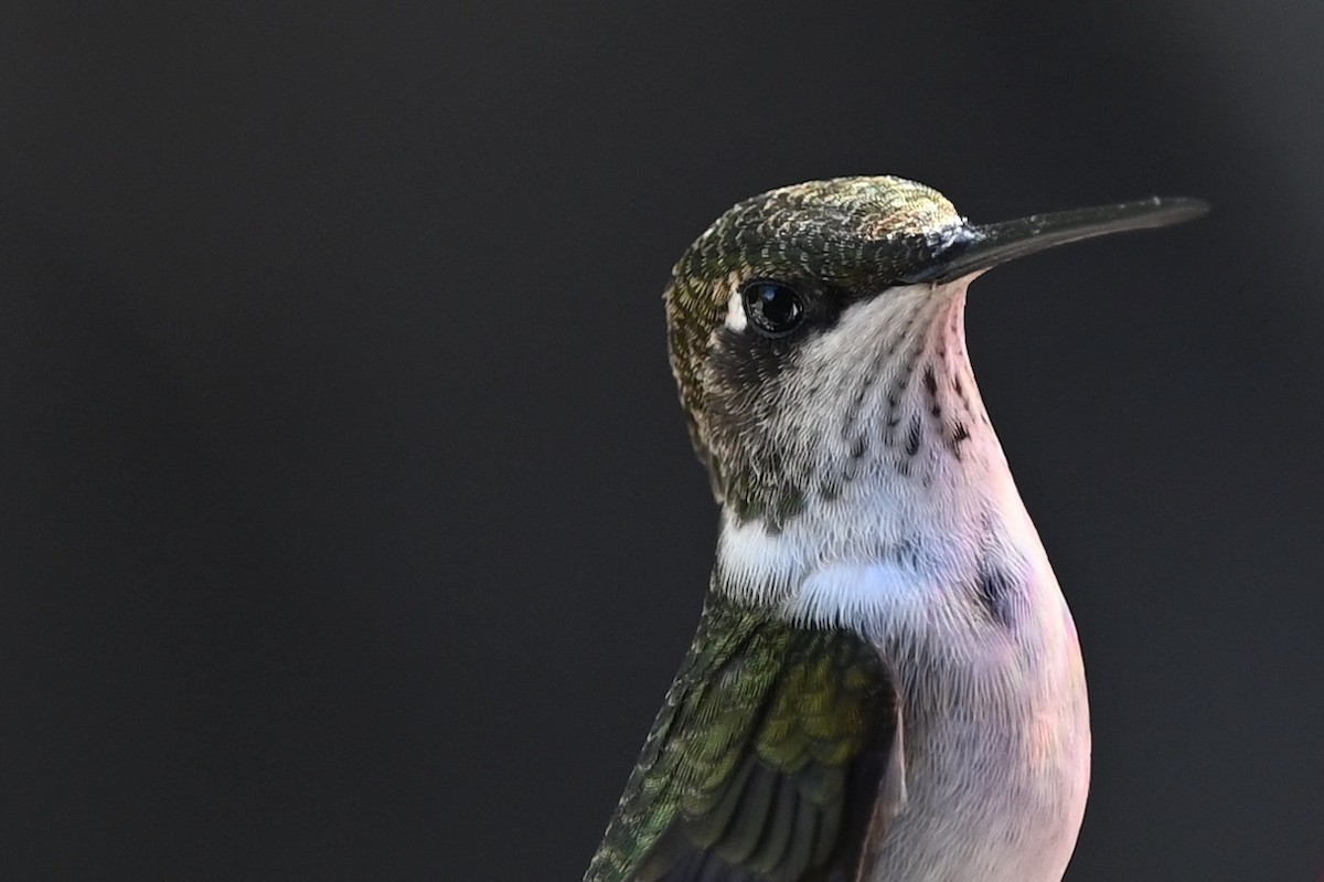 Ruby-throated Hummingbird - julie desrosiers