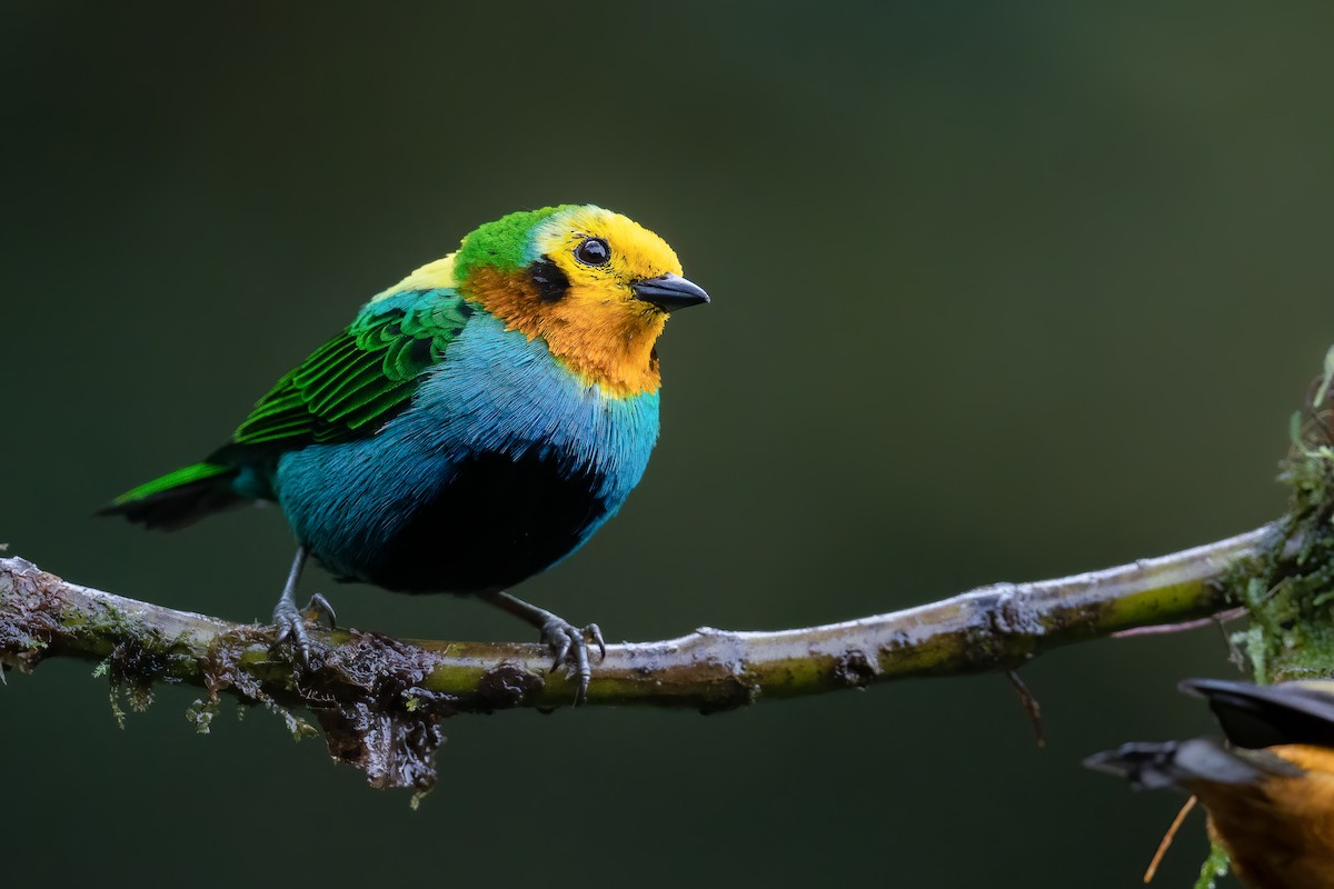 Multicolored Tanager - ML479428511