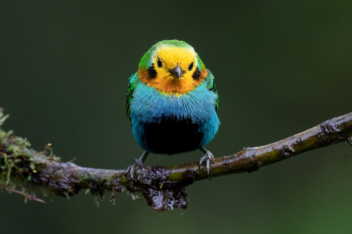 Multicolored Tanager - ML479428521