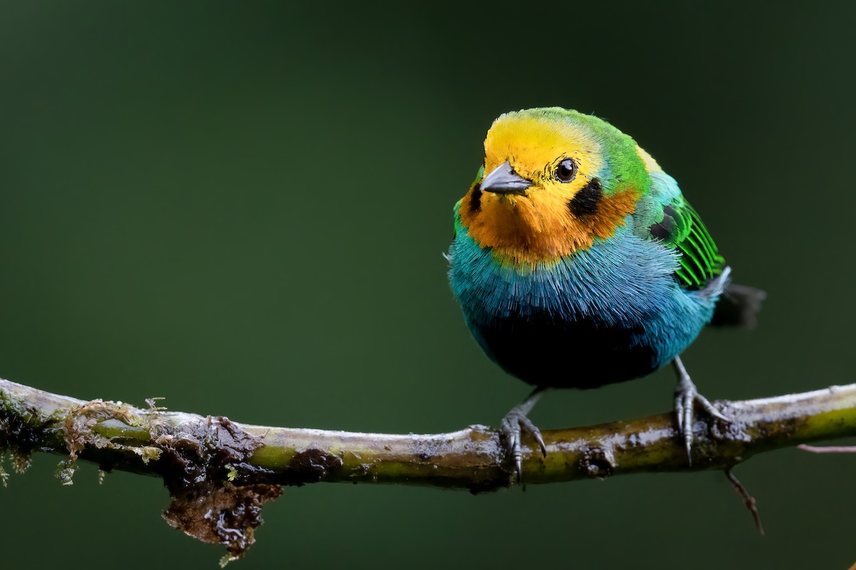 Multicolored Tanager - ML479428571