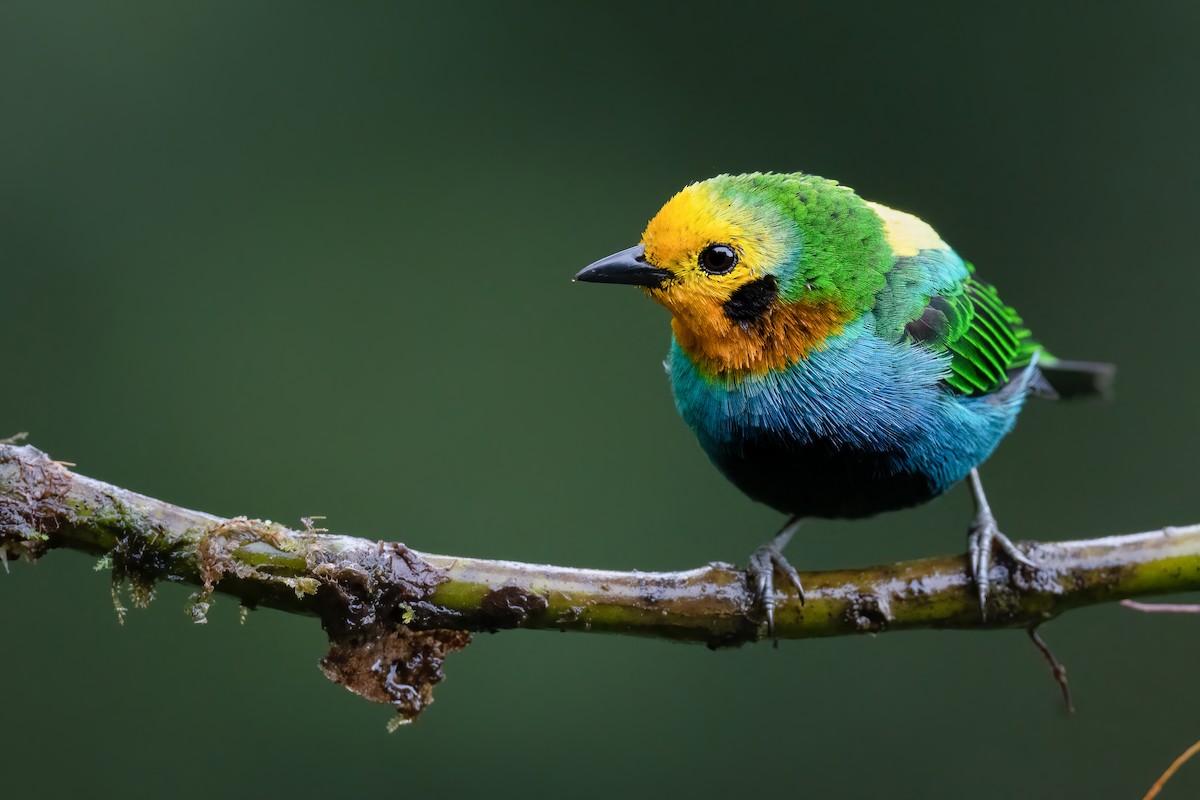 Multicolored Tanager - ML479428591