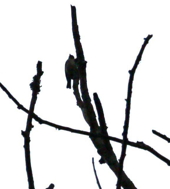 Green Sunbird (Gray-throated) - Victor Ikawa