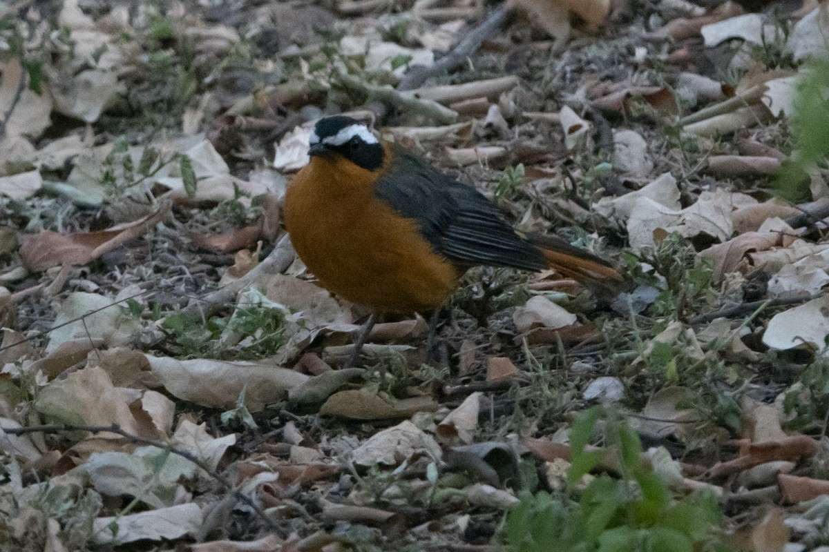 White-browed Robin-Chat - ML479435461