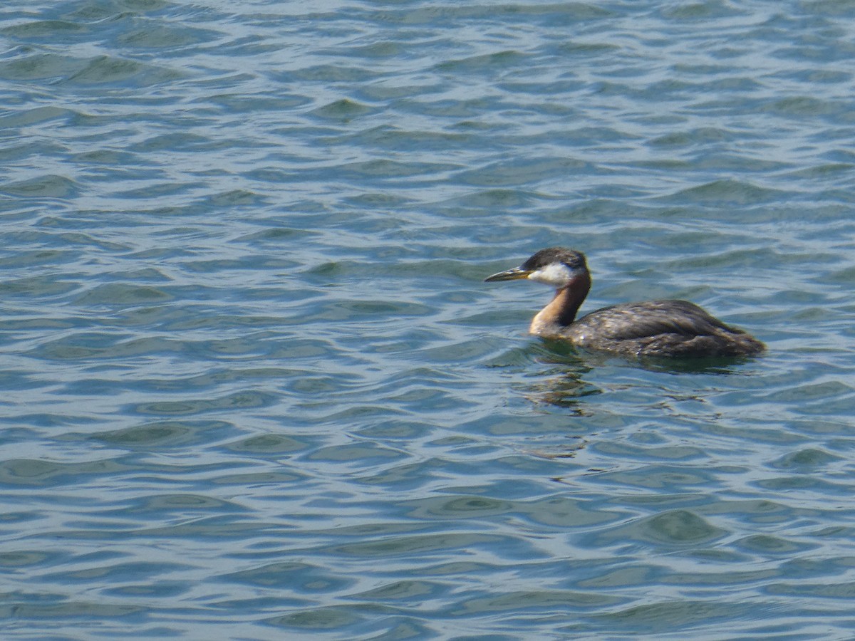 Red-necked Grebe - ML479437311