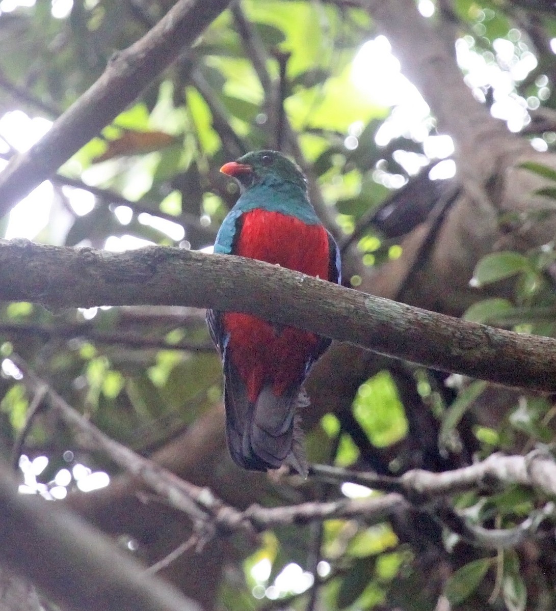 Quetzal pavonin - ML479438021
