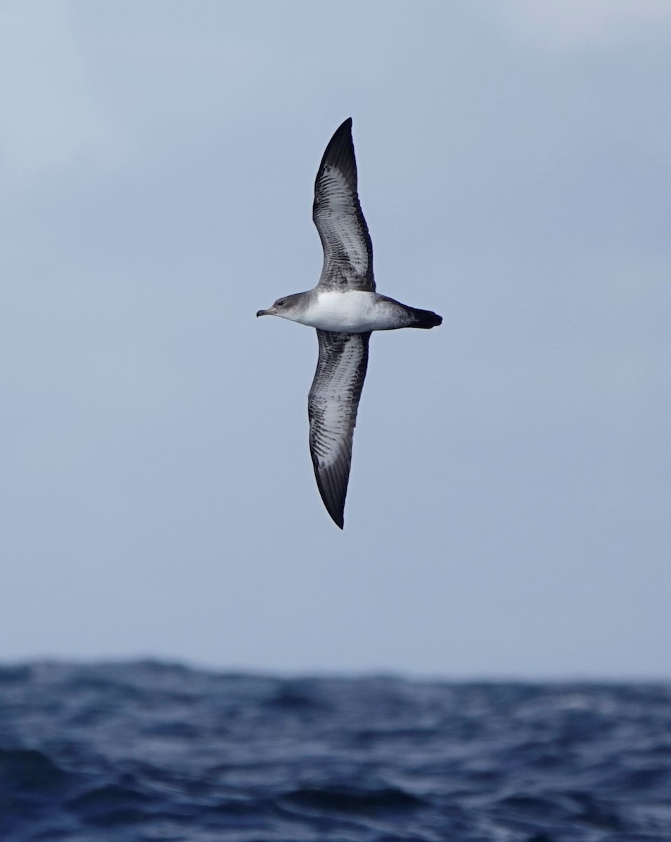 Pink-footed Shearwater - ML479441751