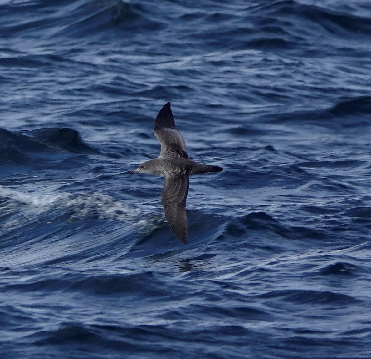 Pink-footed Shearwater - ML479441761