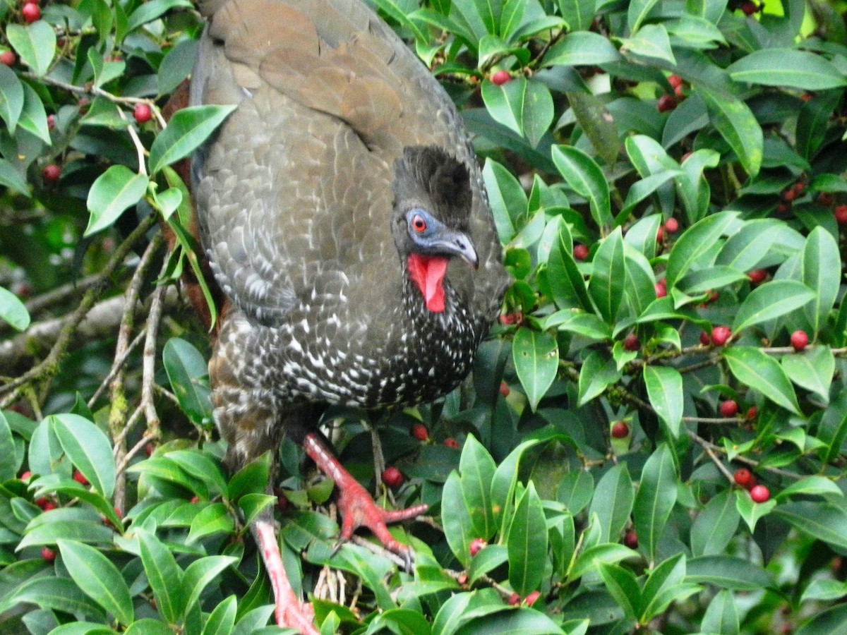 Crested Guan - ML47944701