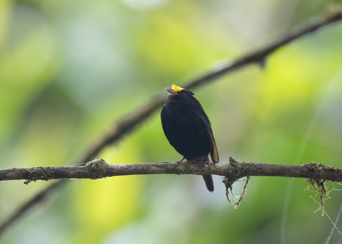 Golden-winged Manakin - Andre Moncrieff