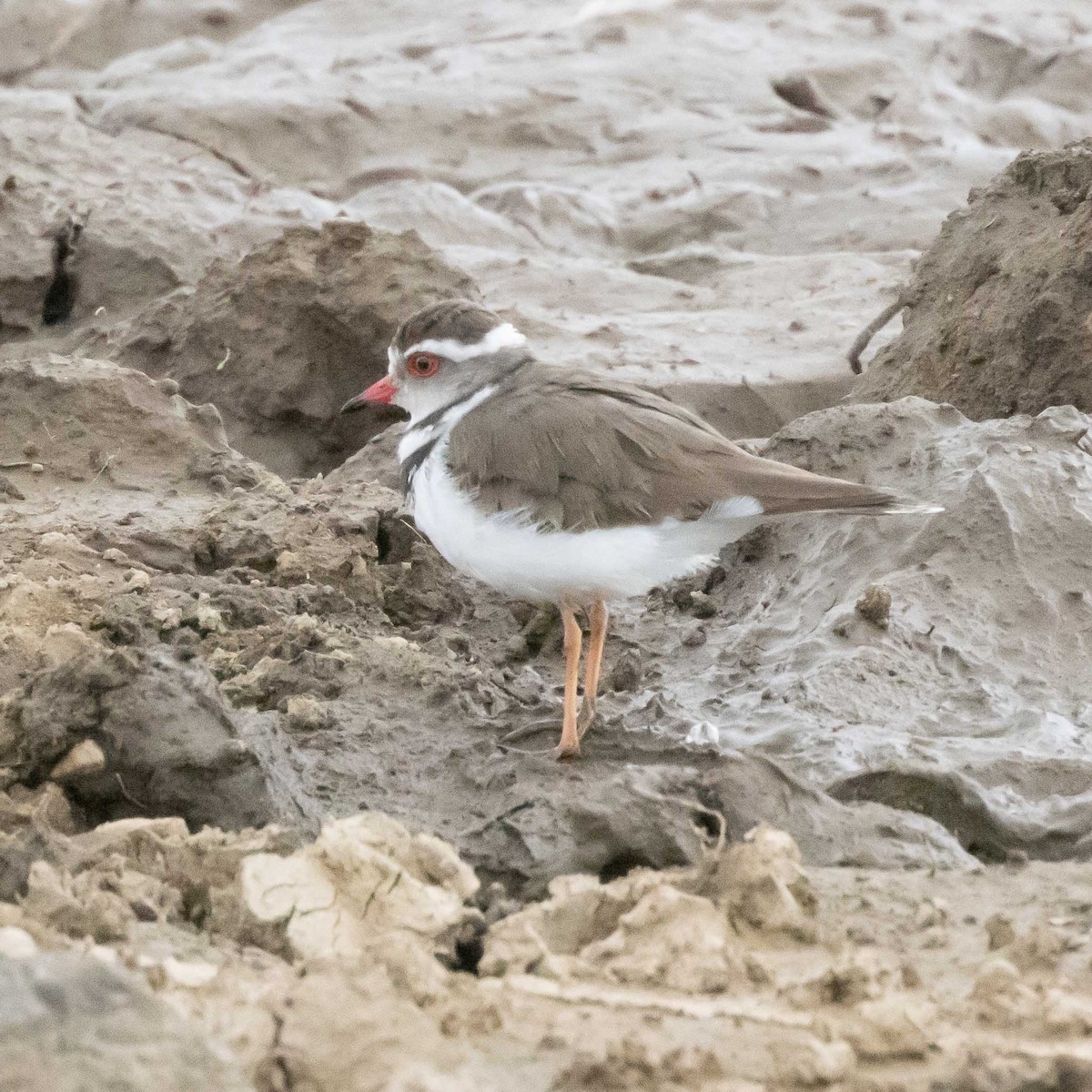 Three-banded Plover - ML479451071