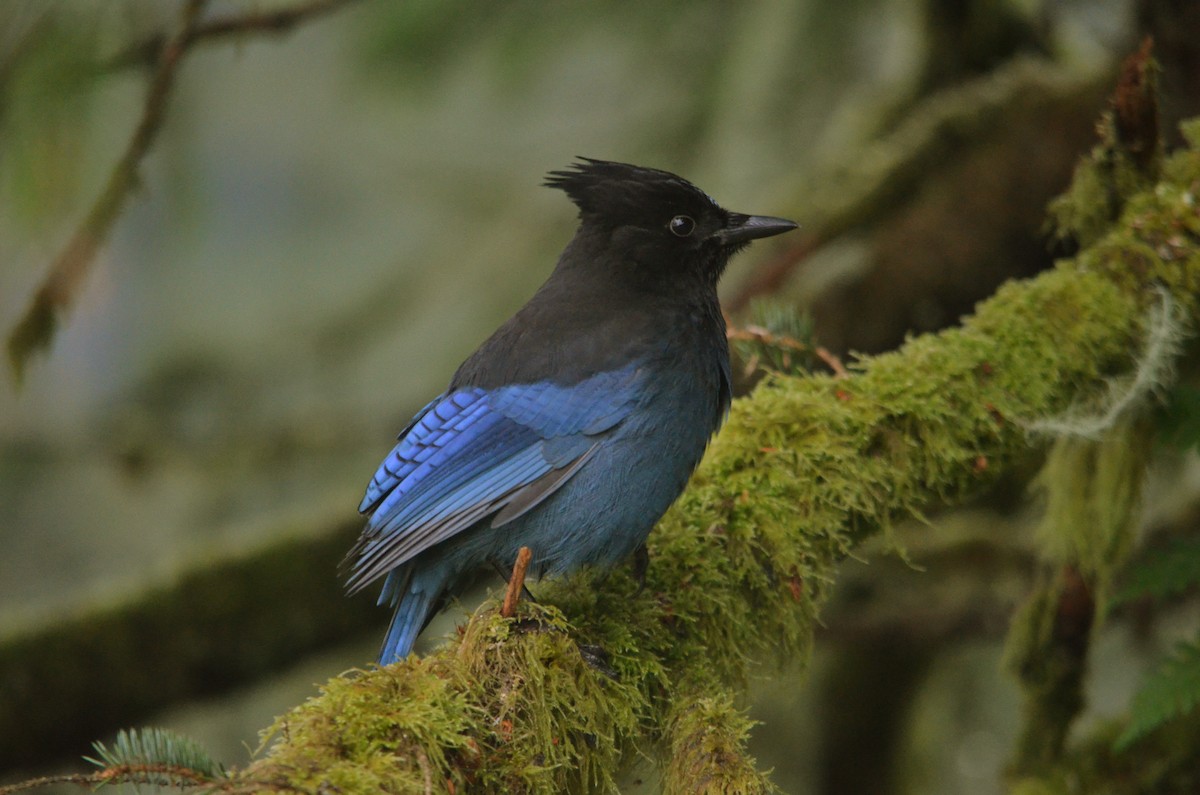Steller's Jay - Nathan Towers