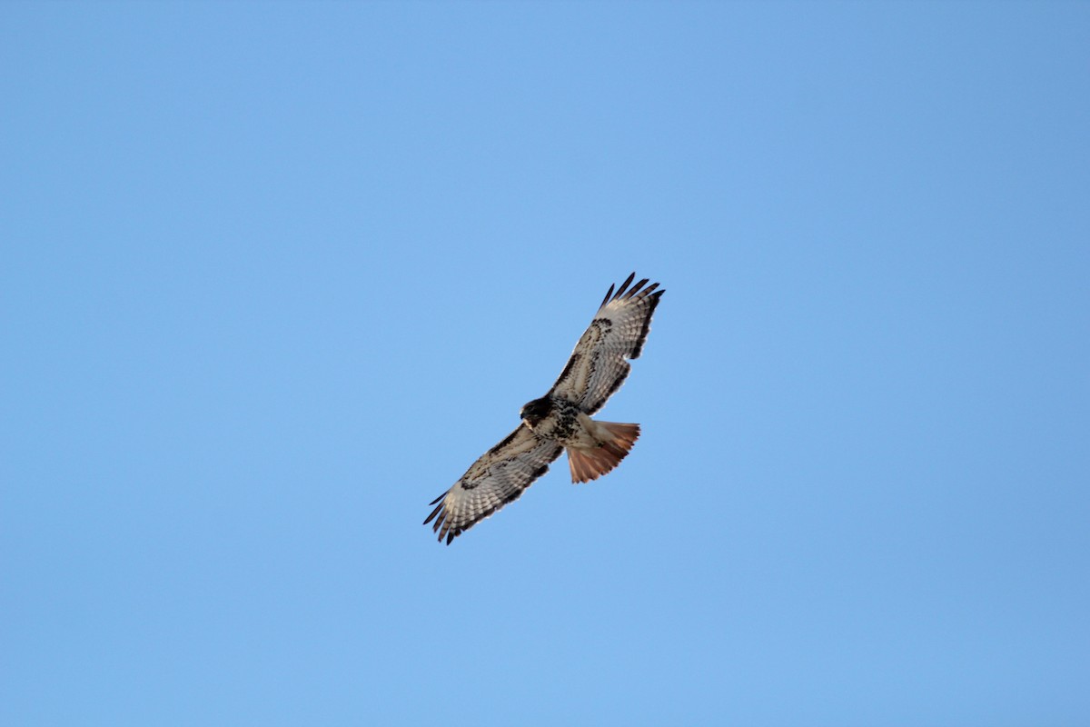 Red-tailed Hawk (abieticola) - ML479454331