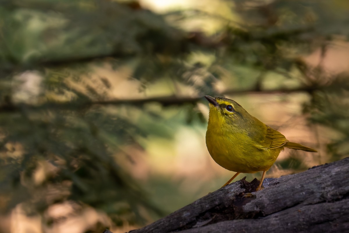 Two-banded Warbler - ML479454461