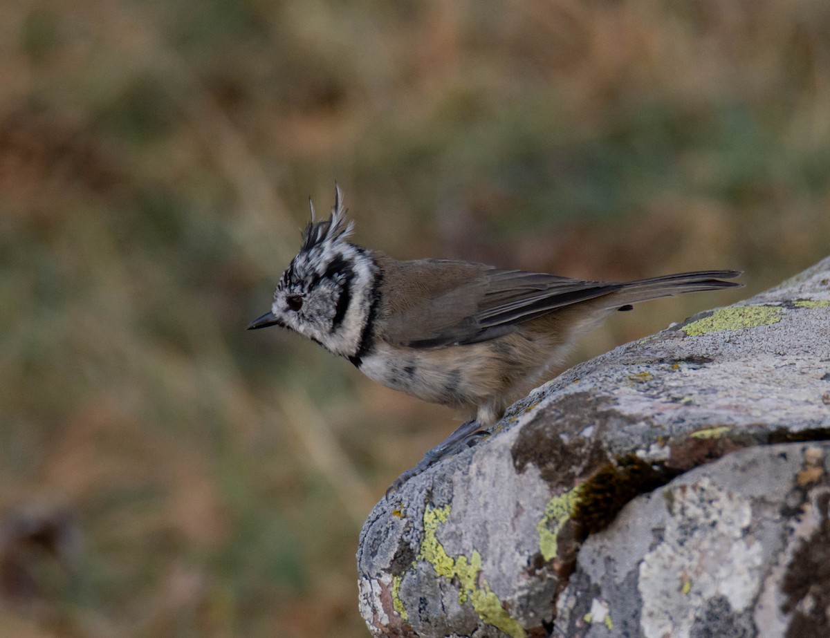 Crested Tit - ML479455821