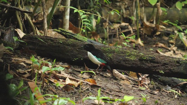 Ivory-breasted Pitta - ML479457101