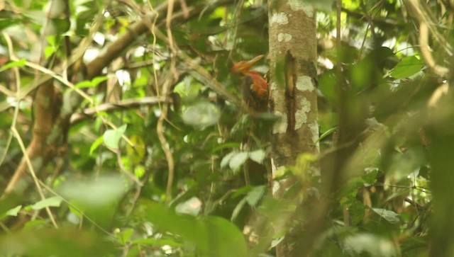 Orange-backed Woodpecker - ML479458