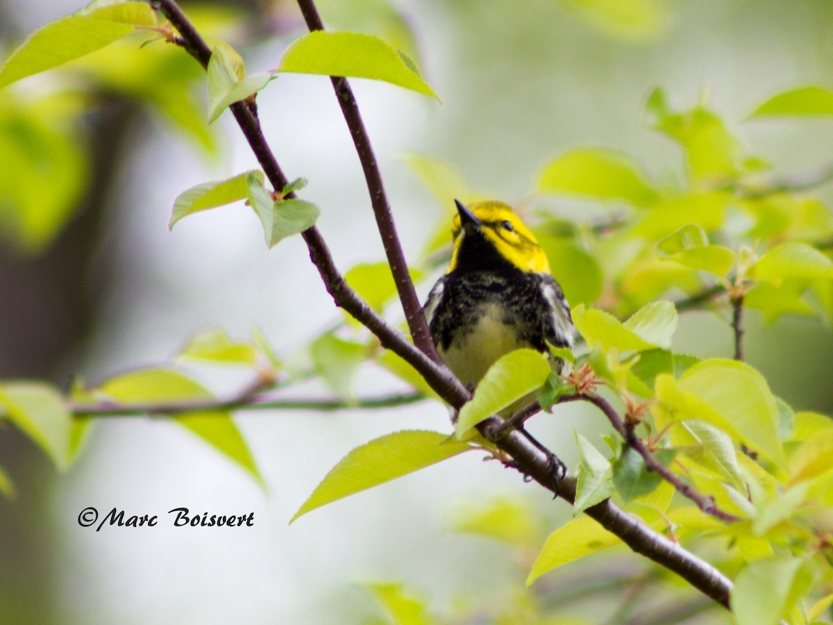 Black-throated Green Warbler - Marc Boisvert