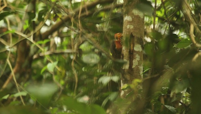 Orange-backed Woodpecker - ML479459