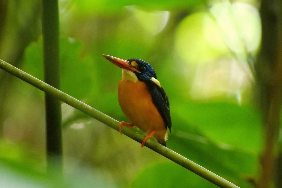 Moluccan Dwarf-Kingfisher (North Moluccan) - Tim Boucher