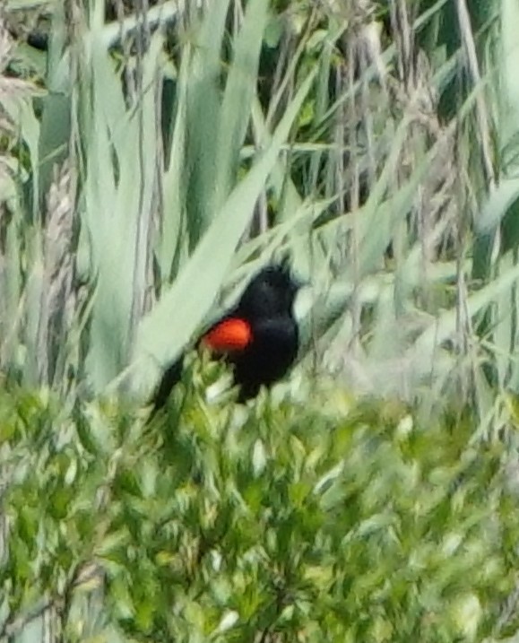 Red-winged Blackbird - ML479460371