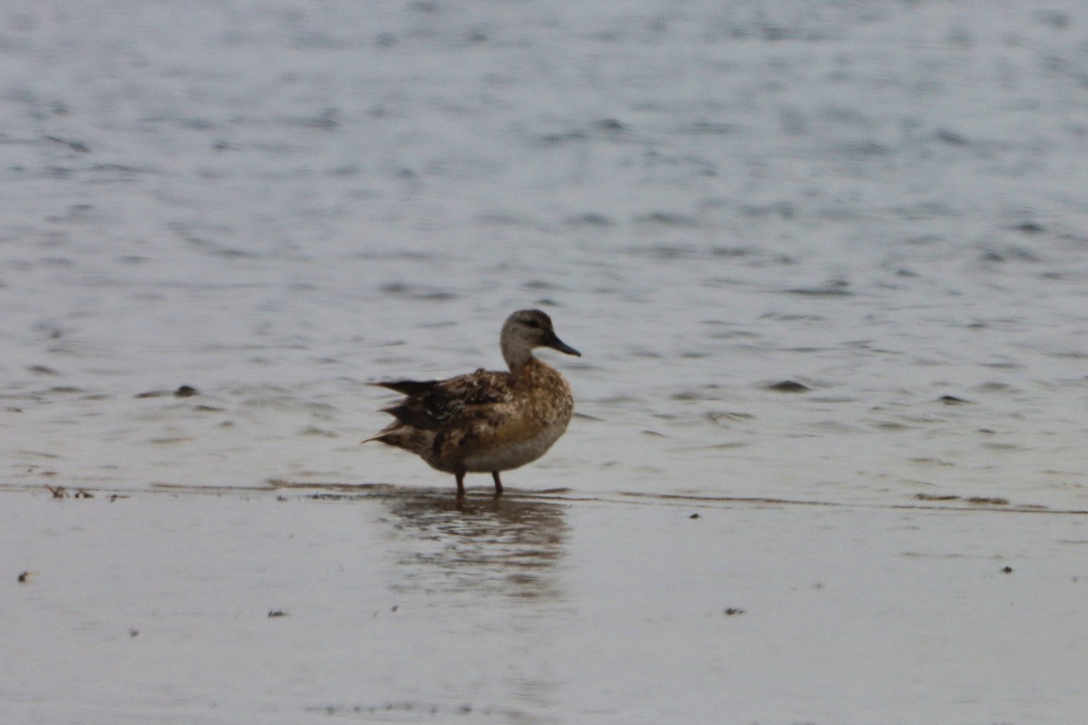 Gadwall - ML479460811