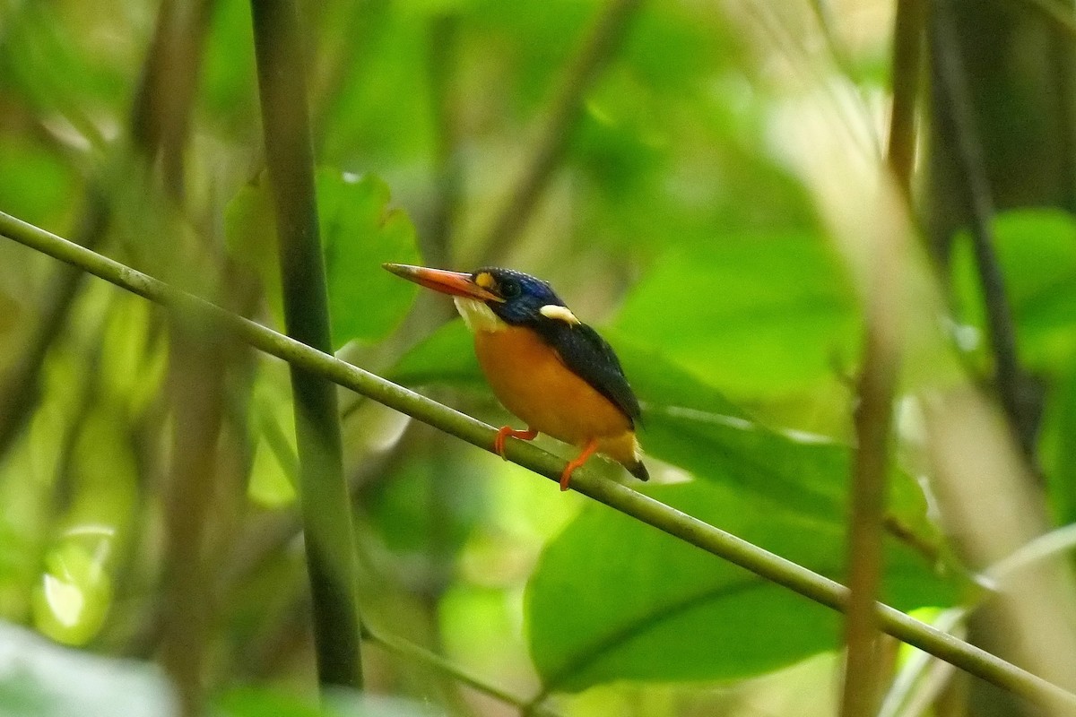 Moluccan Dwarf-Kingfisher (North Moluccan) - ML479461331