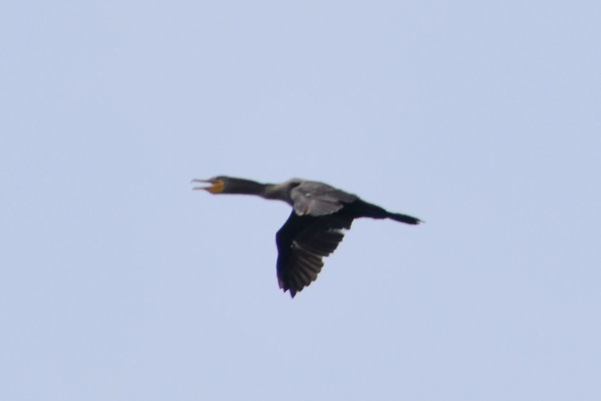 Double-crested Cormorant - ML479468121