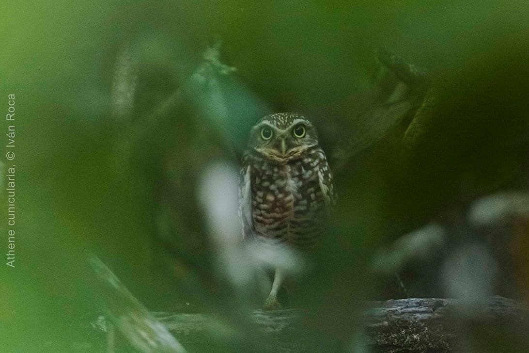Burrowing Owl - Ivan Roca