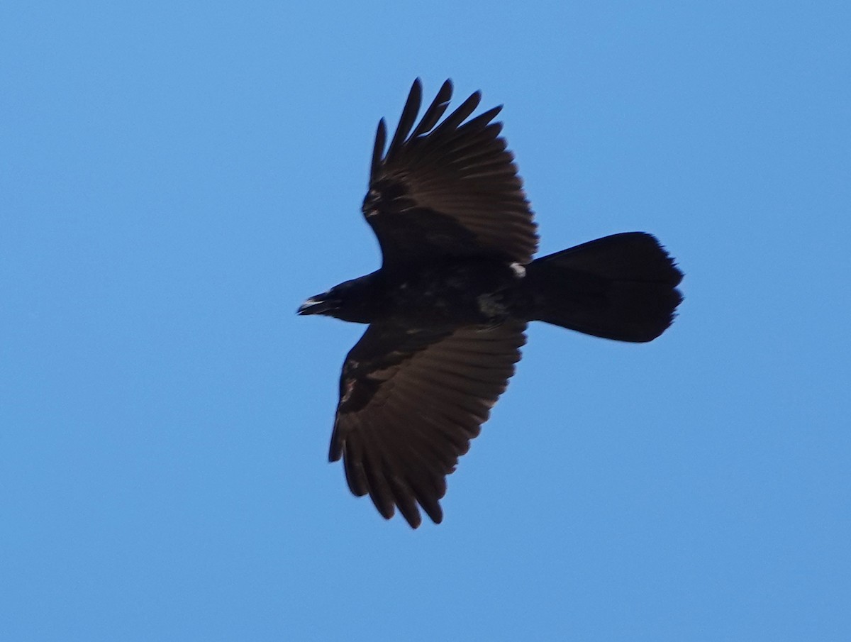 Chihuahuan Raven - ML479477591