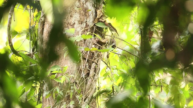 Rufous-crowned Babbler - ML479478