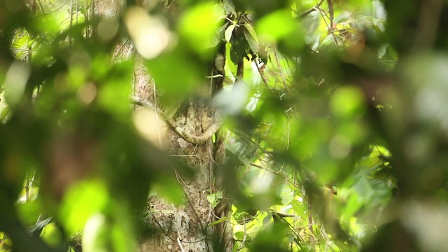 Rufous-crowned Babbler - ML479479