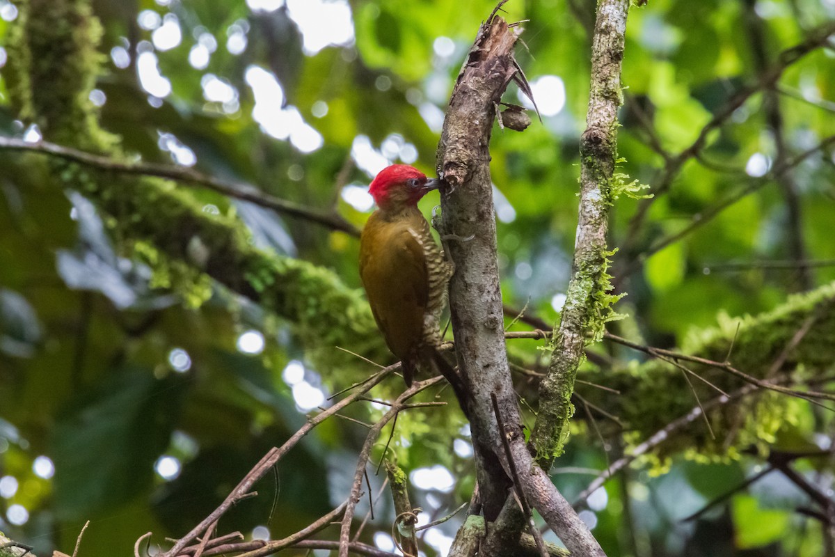 Rufous-winged Woodpecker - ML479485341