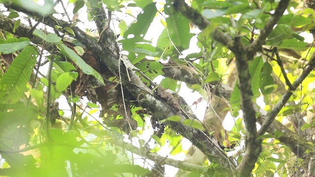 Rufous-crowned Babbler - ML479495