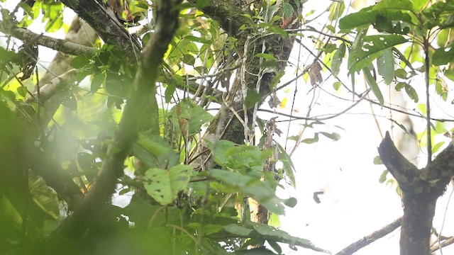 Rufous-crowned Babbler - ML479496