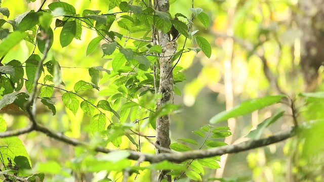 Buff-necked Woodpecker - ML479497