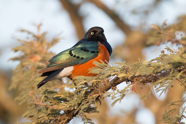 Superb Starling ML47950041