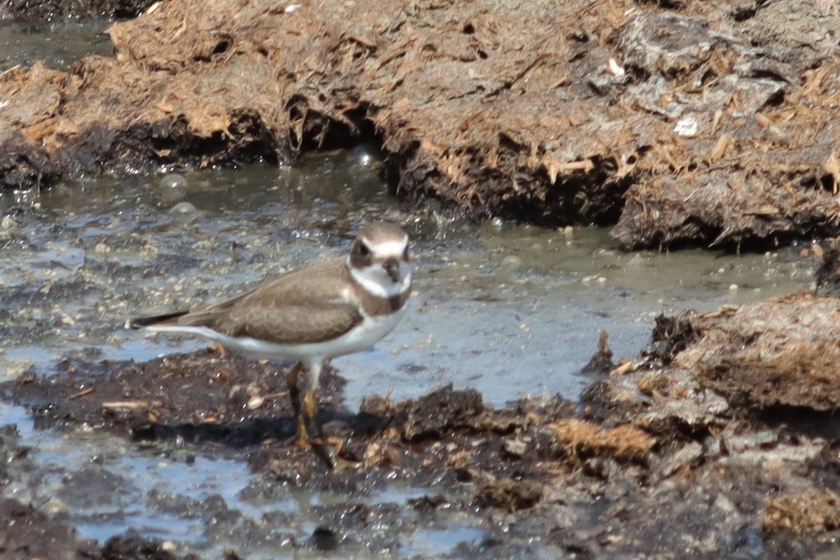 Maine eBird Checklist - 29 Aug 2022 - Flood Brothers Dairy (restricted ...