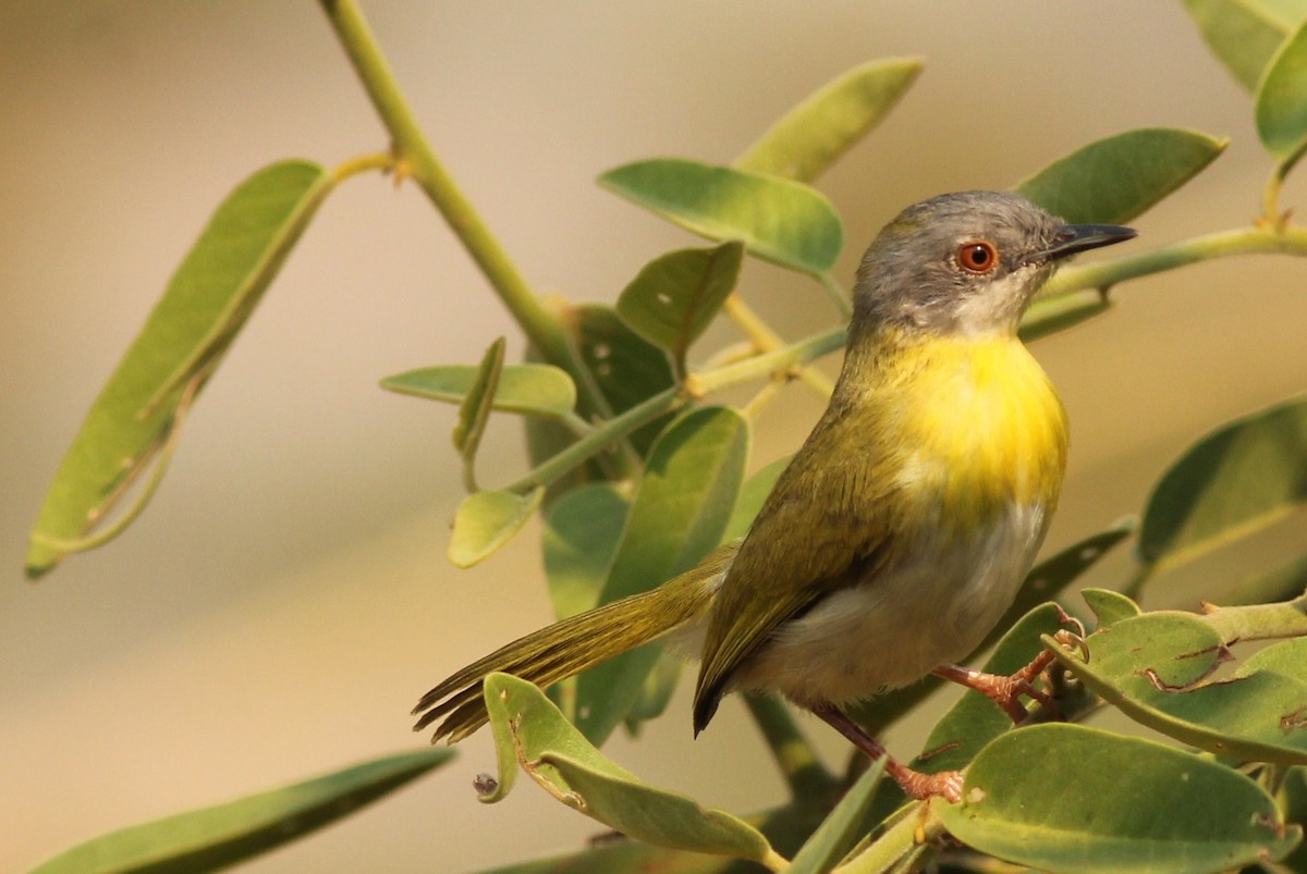 Yellow-breasted Apalis - Margaret Viens