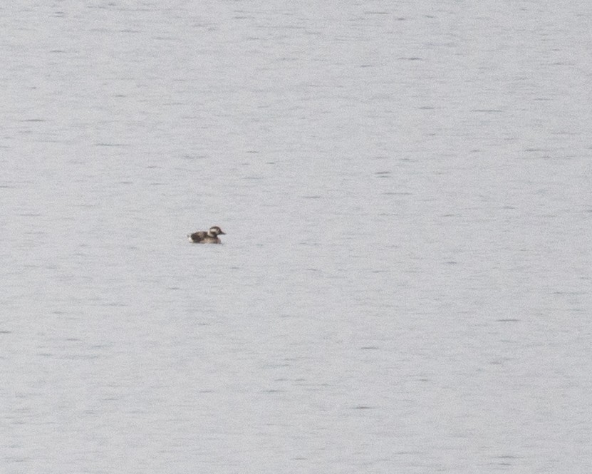 Long-tailed Duck - ML47950461