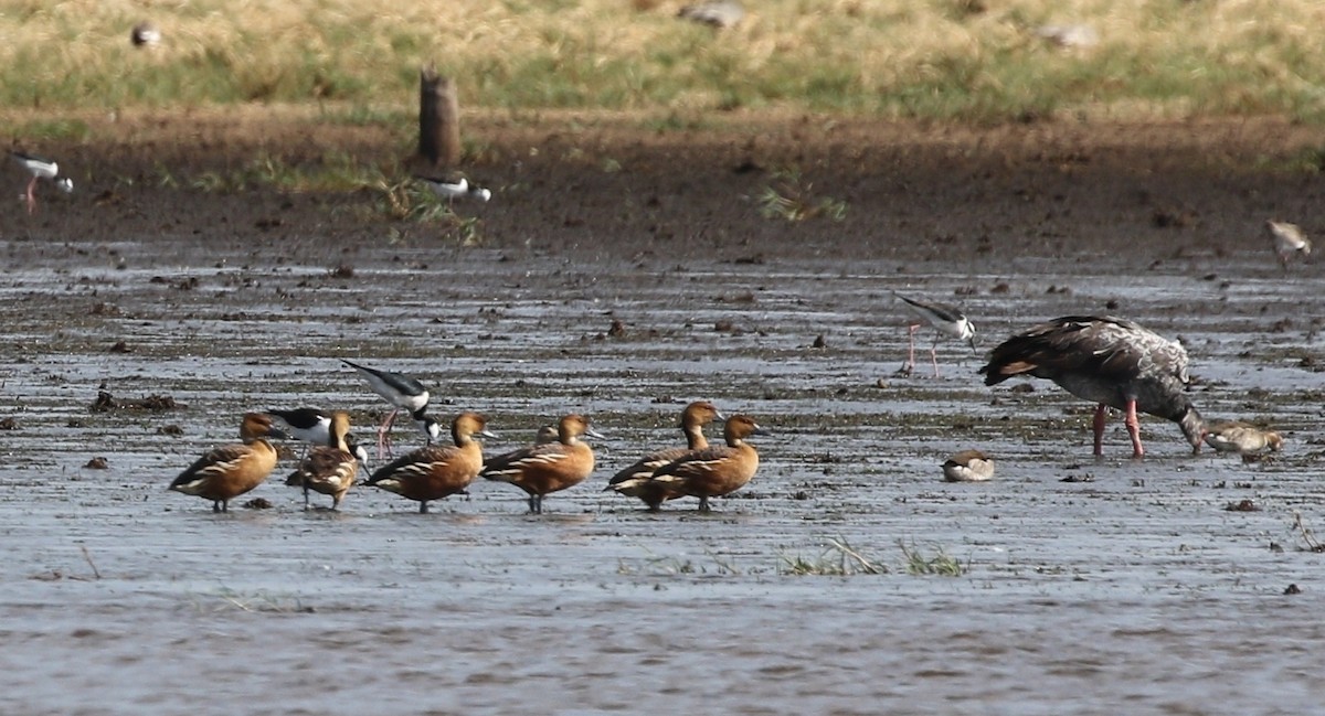 Fulvous Whistling-Duck - ML479506841