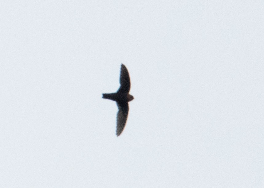 Chestnut-collared Swift - Andre Moncrieff