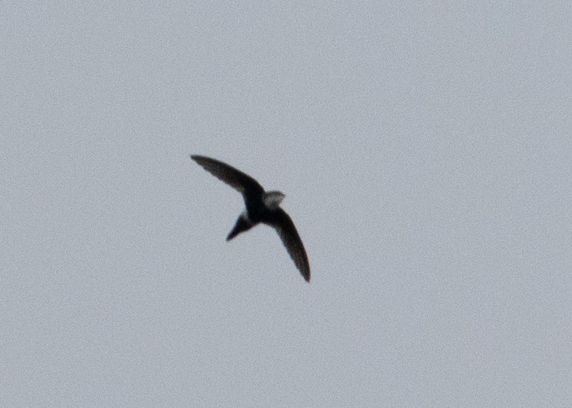White-tipped Swift - Andre Moncrieff