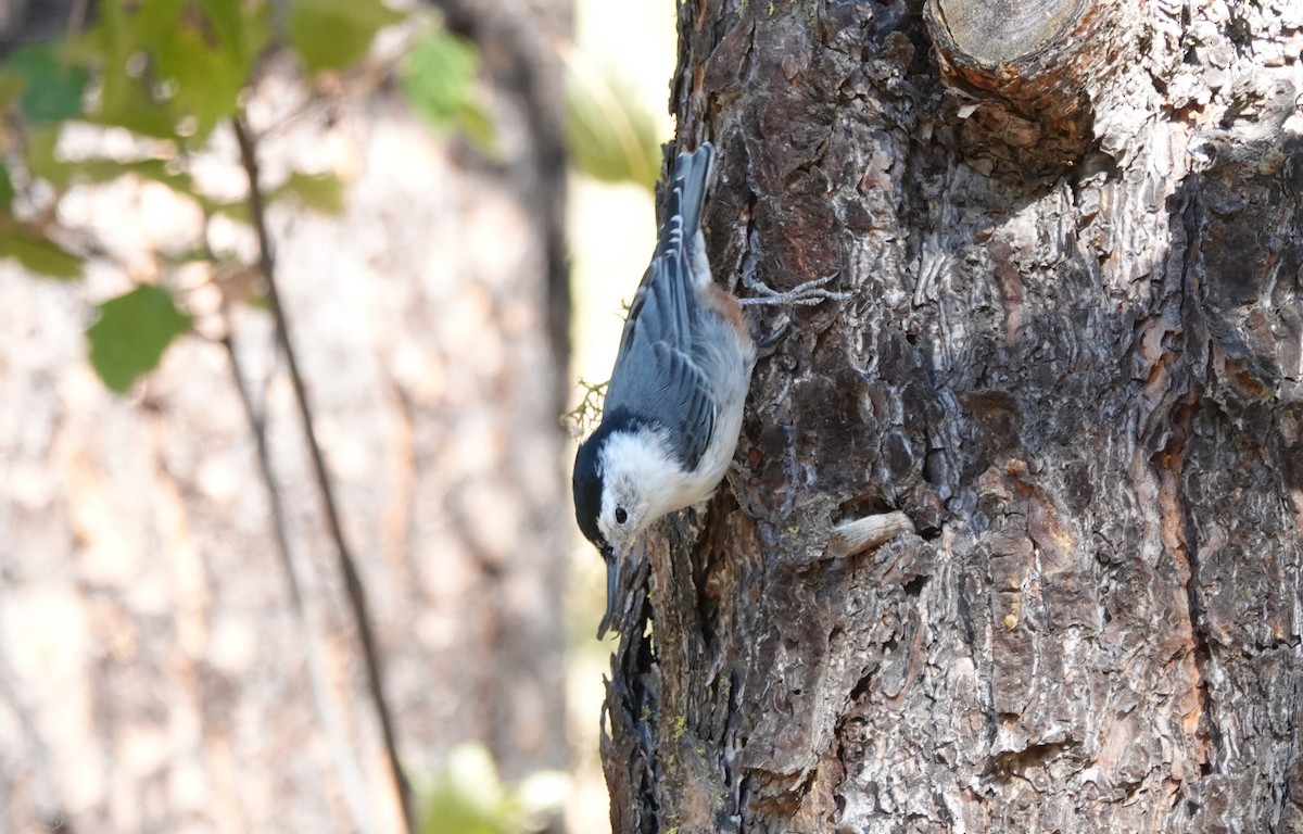 White-breasted Nuthatch - ML479512461