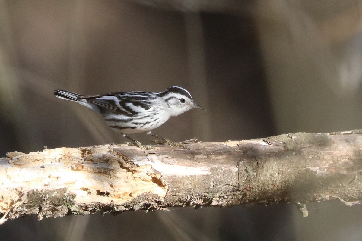 Black-and-white Warbler - ML47951821