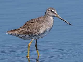 非繁殖成鳥/未成年鳥 - Andaman Kaosung - ML479518431