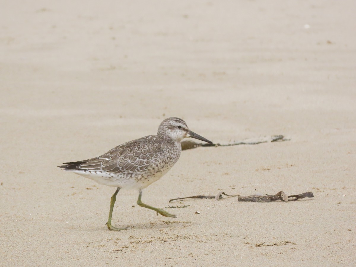 Red Knot - ML479522811