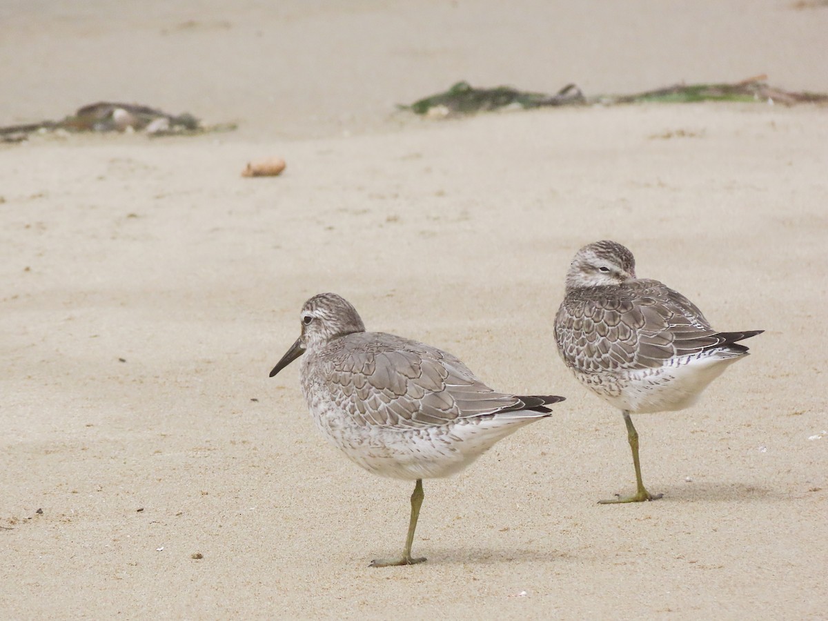 Red Knot - ML479522841